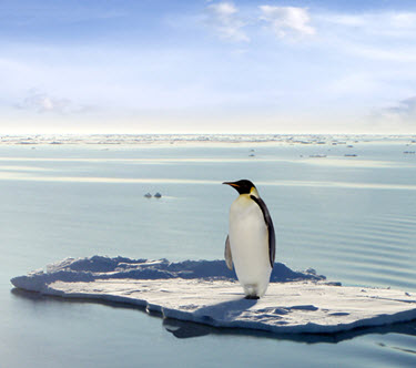 Penguin on ice island