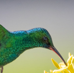 Hummingbird drinking nectar from a flower