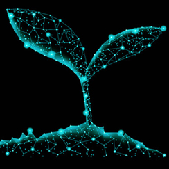 Sprouting plant