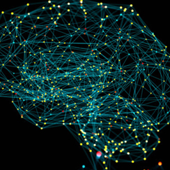 Brain