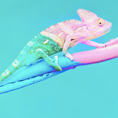 Green and pink lizard