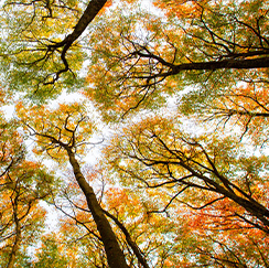 Autumn trees