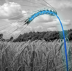 Colorful stalk of wheat