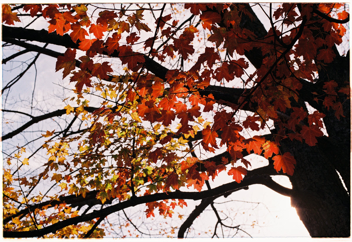 Leaves in Ottawa, Canada. Photo by Vy Nguyen