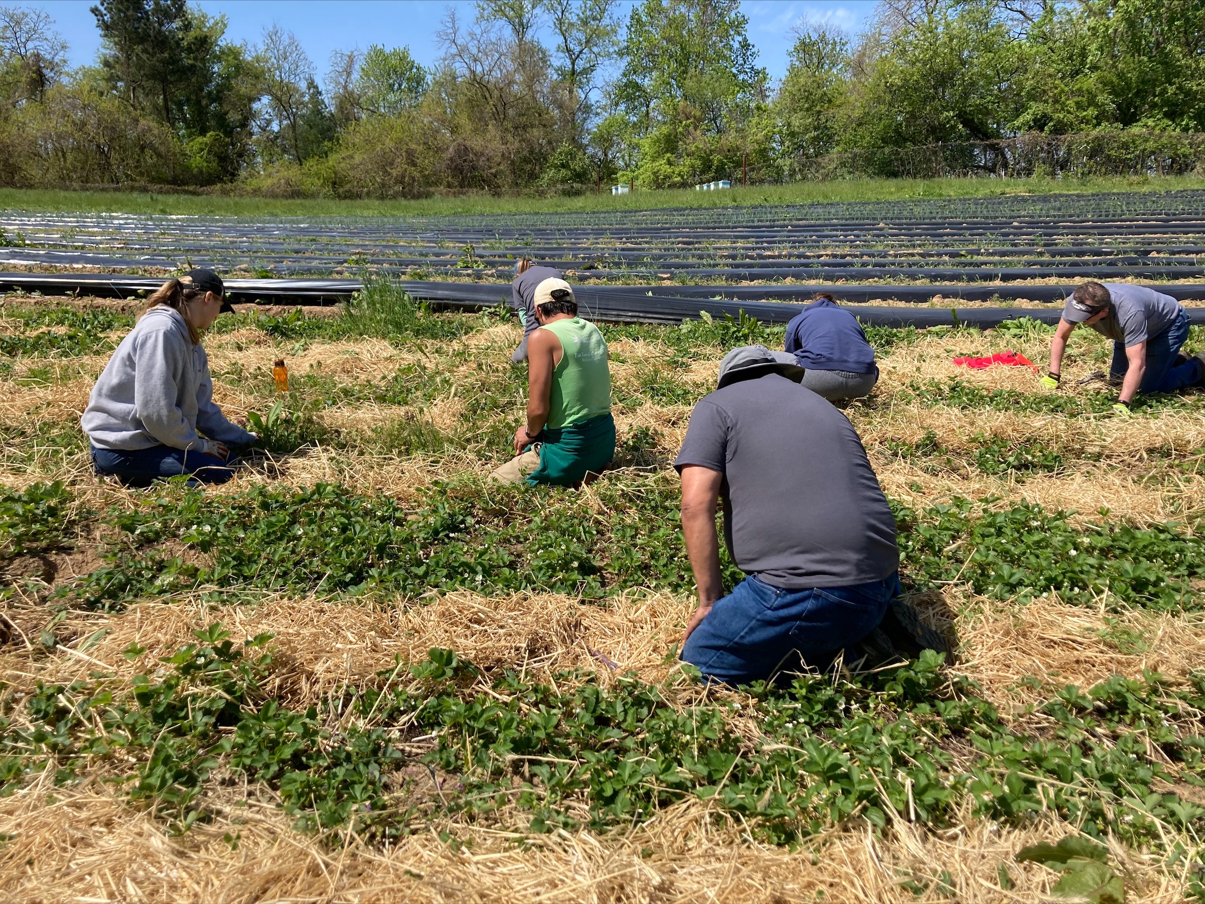 people gardening