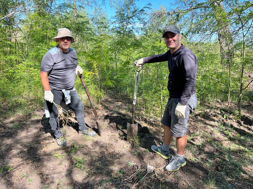 Two men with shovels about to plant a tree in a forest