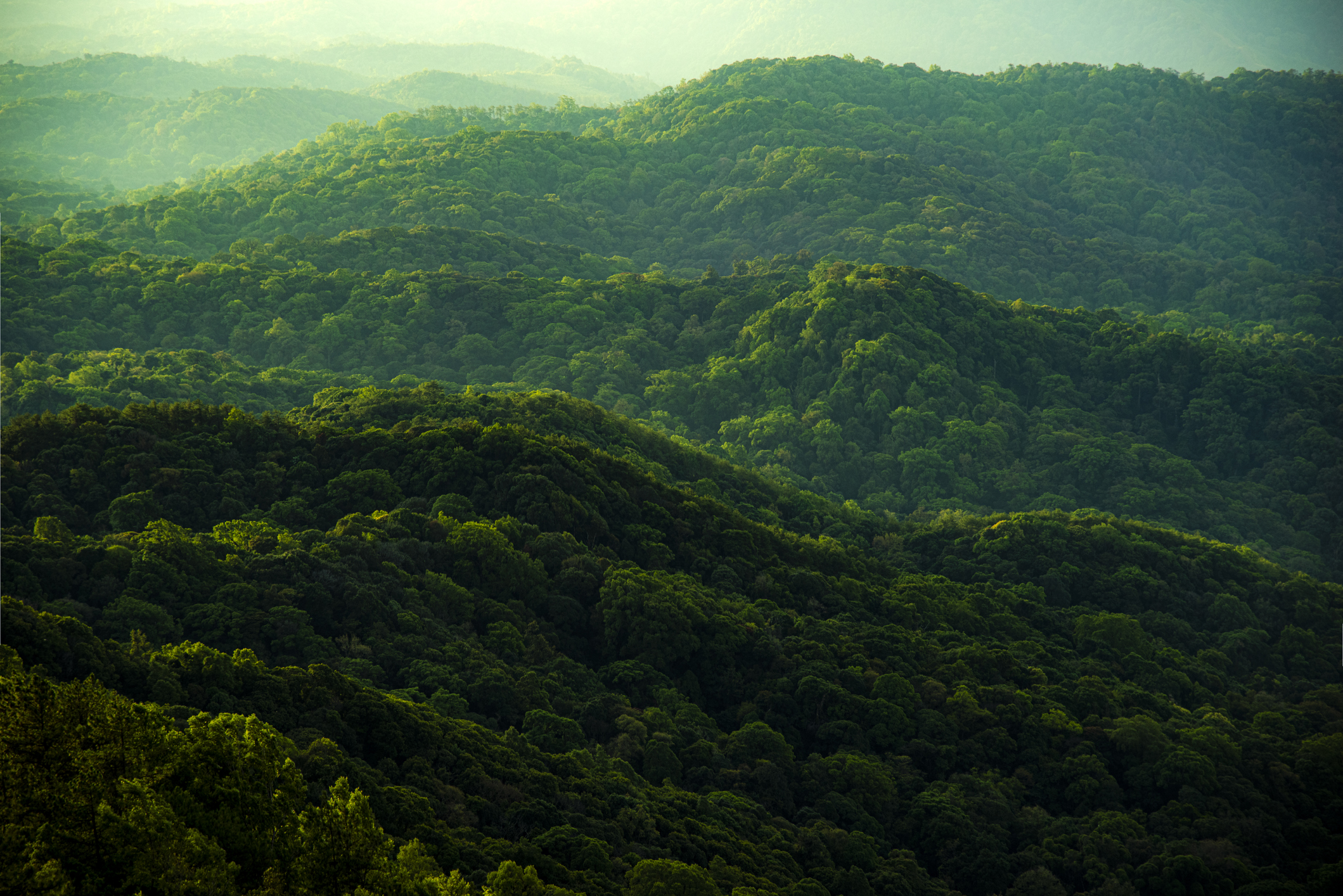 Aerial view of greenery