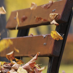 Leaves on a bench